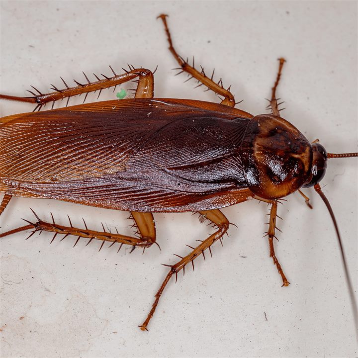 Blatte américaine