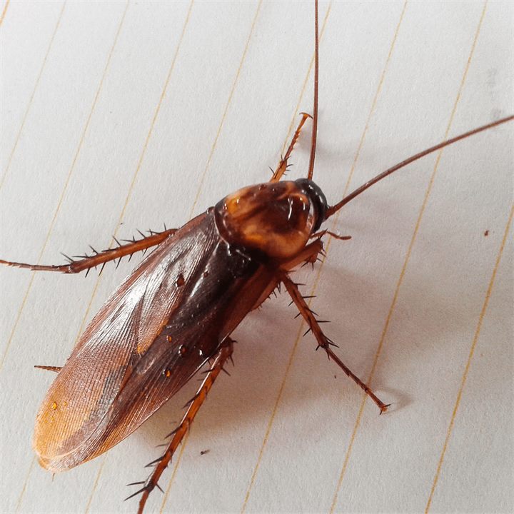 Blatte germanique