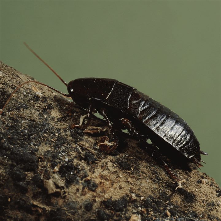 Blatte orientale