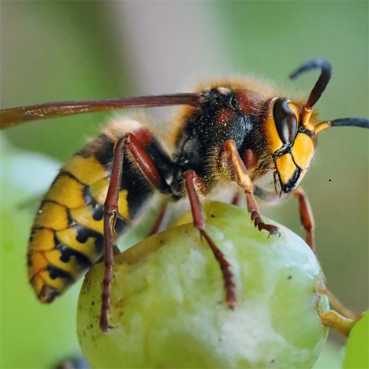 Frelon européen