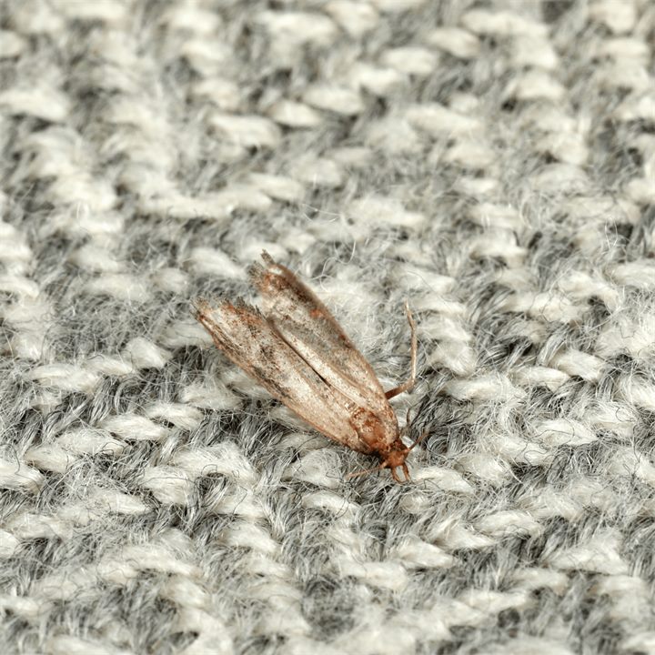Mite des vêtements