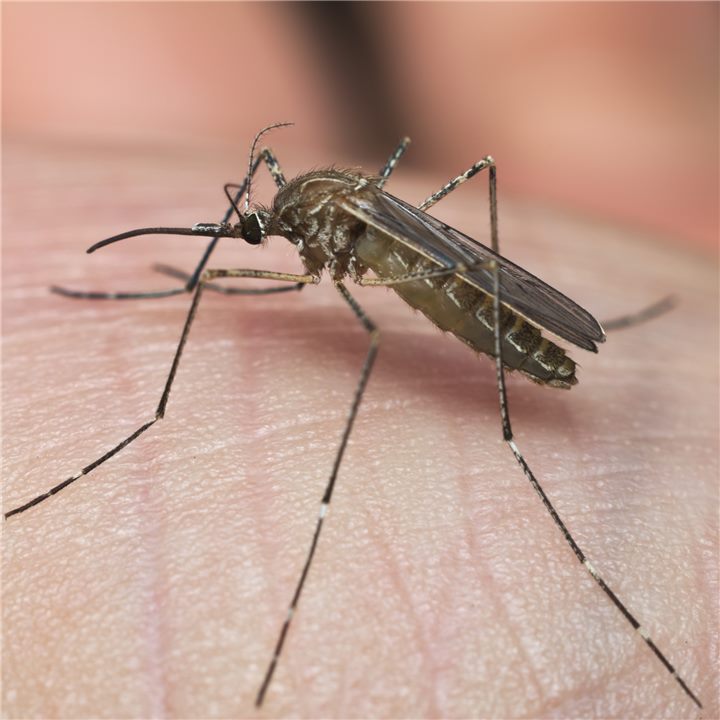 Moustique commun