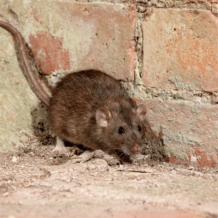 Rat brun