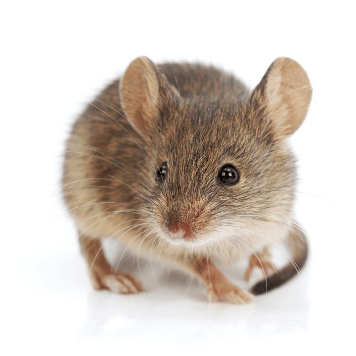 Souris domestique